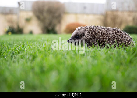 Ein Igel einen Garten erkunden Stockfoto