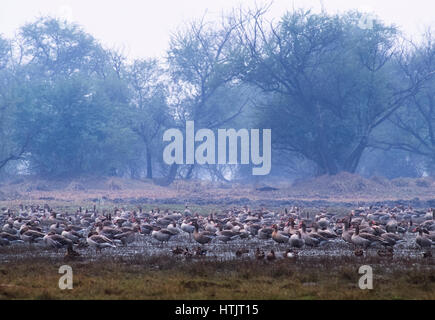 Graugänse, (Anser Anser) auf Feuchtgebiete, Keoladeo Ghana Nationalpark, Bharatpur, Rajsthan, Indien Stockfoto