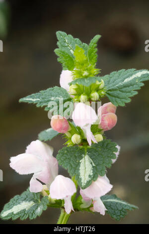 Rosa Form der immergrünen, gemahlener Verkleidung Taubnessel, Lamium maculatum Stockfoto