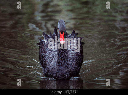 Black Swan (Cygnus olor), New-South.Wales, Australien Stockfoto