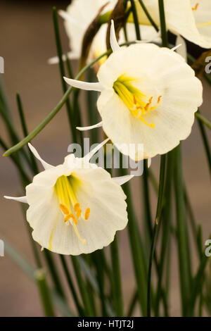 Blasses gelb, frühen Frühlingsblumen der Hoop Petticoat Narzisse, Narcissus Bulbocodium "Spoirot" Stockfoto