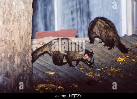 Common Palm Civet oder Toddy Cat, auf Wellblech-Dach in Bharatpur Stadt, (Paradoxurus hermaphroditus), Rajasthan, Indien Stockfoto