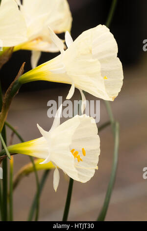 Blasses gelb, frühen Frühlingsblumen der Hoop Petticoat Narzisse, Narcissus Bulbocodium "Spoirot" Stockfoto