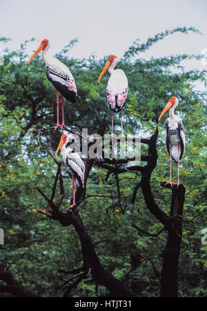 Storch, Gruppe in Struktur malte, Tageszeit Schlafplatz, (Mycteria Leucocephala), Keoladeo Ghana Nationalpark, Bharatpur, Rajasthan, Indien Stockfoto