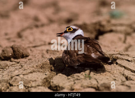 Flussregenpfeifer, auf Boden Nest ausbrüten Eiern, (Charadrius Dubius), Keoladeo Ghana Nationalpark, Bharatpur, Rajasthan, Indien Stockfoto