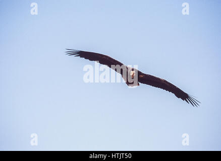 Juvenile ägyptische Geier (Neophron Percnopterus), im Flug, Keoladeo Ghana Nationalpark, Bharatpur, Rajasthan, Indien Stockfoto