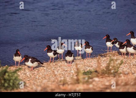 Eurasischen Austernfischer oder gemeinsame Pied Austernfischer, (Haematopus Ostralegus), Snettisham RSPB Reserve, Norfolk, Großbritannien, britische Inseln Stockfoto