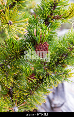 Rocky Mountain Bristlecone Kiefer (Pinus Aristata) Kegel, Bryce-Canyon-Nationalpark, UT, USA Stockfoto