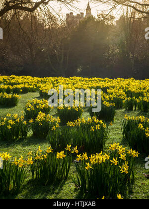 Frühling in London mit Big Ben und den Houses of Parliament Stockfoto