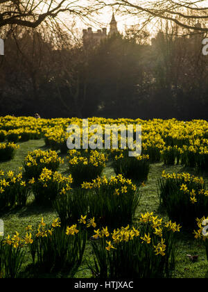 Frühling in London mit Big Ben und den Houses of Parliament Stockfoto