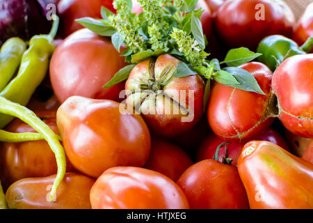 Viele frische rote Tomaten große Früchte Art hautnah. Stockfoto