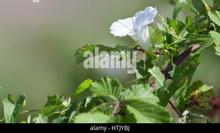 Weiße Blume Convolvulus Arvensis (Feld Ackerwinde) Stockfoto