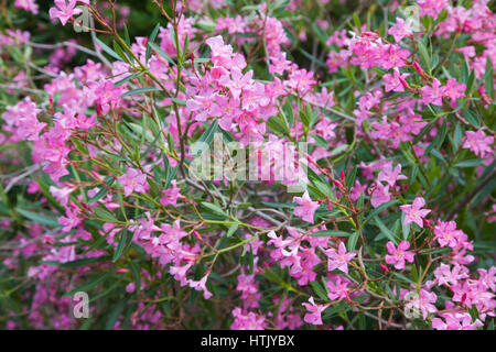 Blüten rosa oleander Stockfoto