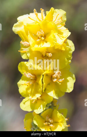 Verbascum Densiflorum, Denseflower Königskerze oder dicht blühende Königskerze Stockfoto