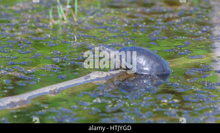 Schildkröte Colchic Marsh (Emys Orbicularis сolchica) Stockfoto