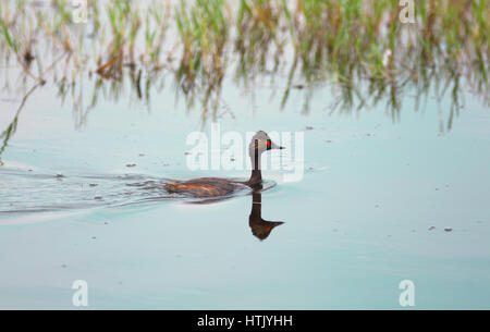 Schwarzhalstaucher (Podiceps Nigricollis) Stockfoto