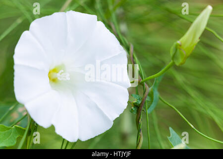 Weiße Blume Convolvulus Arvensis (Feld Ackerwinde) Stockfoto