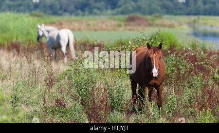 Weiß und Bucht Pferde auf Feld Stockfoto