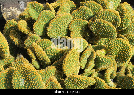 Opuntia Microdasys Cristata, Bodega El Grifo Lanzarote Stockfoto