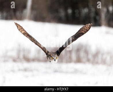 Eine nordamerikanische große gehörnte Eule nimmt in den Himmel und fliegt durch ein Waldstück und über einem schneebedeckten Feld. Stockfoto