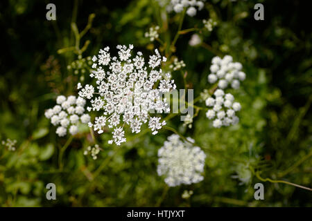 Wilde Möhre (Daucus Carota) Blume auch bekannt als Queen Anne es Lace Stockfoto