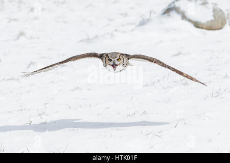 Eine nordamerikanische große gehörnte Eule nimmt in den Himmel und fliegt durch ein Waldstück und über einem schneebedeckten Feld. Stockfoto