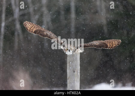 Eine nordamerikanische große gehörnte Eule nimmt in den Himmel und fliegt durch ein Waldstück und über einem schneebedeckten Feld. Stockfoto