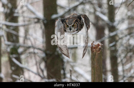 Eine nordamerikanische große gehörnte Eule nimmt in den Himmel und fliegt durch ein Waldstück und über einem schneebedeckten Feld. Stockfoto