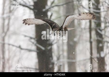 Eine nordamerikanische große gehörnte Eule nimmt in den Himmel und fliegt durch ein Waldstück und über einem schneebedeckten Feld. Stockfoto