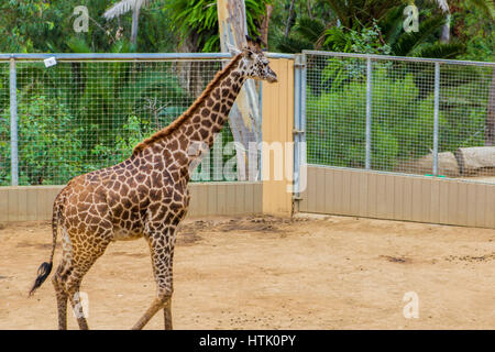 San Diego Zoo, eines der beeindruckendsten Orte in Kalifornien besuchen. Viele verschiedene Arten von Tiere trifft man in diesem großen Zoo. Stockfoto