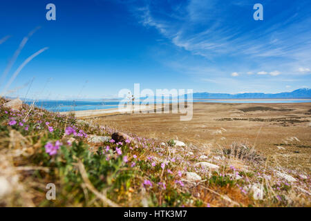 Spärliche Vegetation am Ufer des Großen Salzsees an Antelope Island State Park, Utah, USA Stockfoto