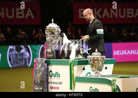 Crufts Best in Show, Birmingham, UK. 12. März 2017. Crufts 2017 Champion Afterglow Miami Ink, eine American Cocker Spaniel aus Blackpool von Jason Lynn, der Miteigentümer von Miami mit Rui Da Silva ist, gezeigt. © Jon Freeman/Alamy Live-Nachrichten Stockfoto