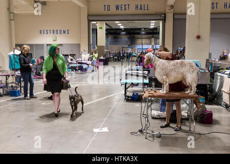 Seattle, Washington DC, USA. 11. März 2017. Die Vorbereitung für den Wettbewerb in der Pflege Halle an der Seattle Kennel Club Dog 2017 zeigen. Rund 160 verschiedene Rassen beteiligen sich an den jährlichen All-Breed Dog Show am CenturyLink Feld Event Center. Credit: Paul Gordon/Alamy leben Nachrichten Stockfoto