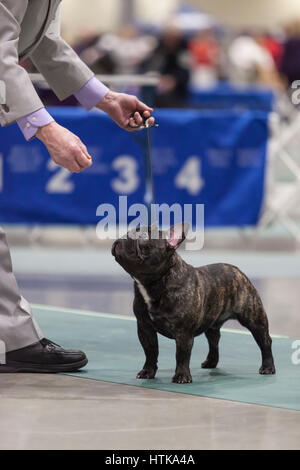 Seattle, Washington DC, USA. 11. März 2017. Eine französische Bulldogge in den Ring am 2017 Seattle Kennel Club Dog Show. Rund 160 verschiedene Rassen beteiligen sich die jährliche All-Rasse Hundeausstellung CenturyLink Field Event Center. Bildnachweis: Paul Gordon/Alamy Live-Nachrichten Stockfoto