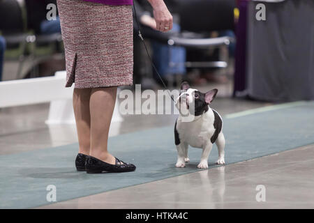 Seattle, Washington DC, USA. 11. März 2017. Eine französische Bulldogge in den Ring am 2017 Seattle Kennel Club Dog Show. Rund 160 verschiedene Rassen beteiligen sich die jährliche All-Rasse Hundeausstellung CenturyLink Field Event Center. Bildnachweis: Paul Gordon/Alamy Live-Nachrichten Stockfoto