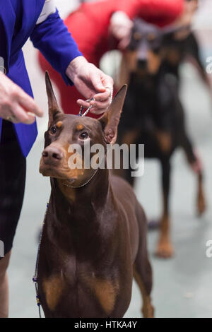 Seattle, Washington DC, USA. 11. März 2017. Doberman Pinscher in den Ring am 2017 Seattle Kennel Club Dog Show. Rund 160 verschiedene Rassen beteiligen sich die jährliche All-Rasse Hundeausstellung CenturyLink Field Event Center. Bildnachweis: Paul Gordon/Alamy Live-Nachrichten Stockfoto