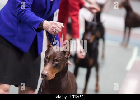 Seattle, Washington DC, USA. 11. März 2017. Doberman Pinscher in den Ring am 2017 Seattle Kennel Club Dog Show. Rund 160 verschiedene Rassen beteiligen sich die jährliche All-Rasse Hundeausstellung CenturyLink Field Event Center. Bildnachweis: Paul Gordon/Alamy Live-Nachrichten Stockfoto