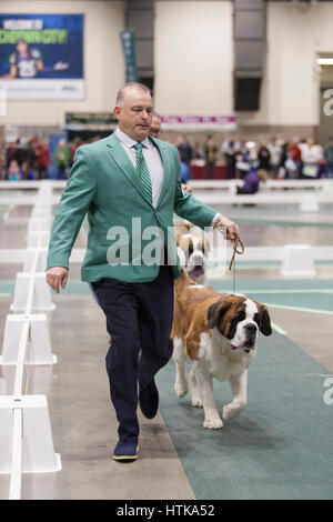 Seattle, Washington DC, USA. 11. März 2017. Bernhardiner im Ring an der Seattle Kennel Club Dog 2017 zeigen. Rund 160 verschiedene Rassen beteiligen sich an den jährlichen All-Breed Dog Show am CenturyLink Feld Event Center. Credit: Paul Gordon/Alamy leben Nachrichten Stockfoto