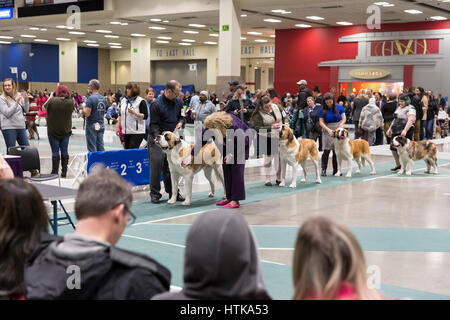 Seattle, Washington DC, USA. 11. März 2017. Bernhardiner im Ring an der Seattle Kennel Club Dog 2017 zeigen. Rund 160 verschiedene Rassen beteiligen sich an den jährlichen All-Breed Dog Show am CenturyLink Feld Event Center. Credit: Paul Gordon/Alamy leben Nachrichten Stockfoto