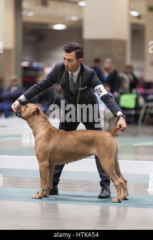 Seattle, Washington DC, USA. 11. März 2017. Ein Cane Corso mit ihrem Handler auf 2017 Seattle Kennel Club Dog Show in den Ring. Rund 160 verschiedene Rassen beteiligen sich die jährliche All-Rasse Hundeausstellung CenturyLink Field Event Center. Bildnachweis: Paul Gordon/Alamy Live-Nachrichten Stockfoto