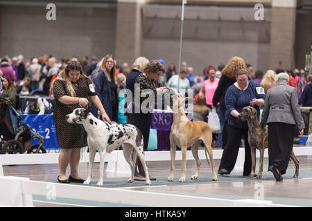 Seattle, Washington DC, USA. 11. März 2017. Deutsche Doggen in den Ring am 2017 Seattle Kennel Club Dog Show. Rund 160 verschiedene Rassen beteiligen sich die jährliche All-Rasse Hundeausstellung CenturyLink Field Event Center. Bildnachweis: Paul Gordon/Alamy Live-Nachrichten Stockfoto