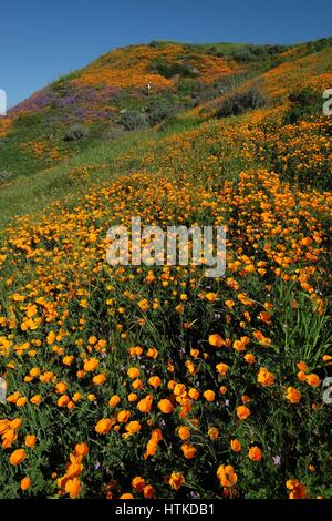 Chino Hills, Kalifornien, USA. 12. März 2017. Mit den feuchtesten Winter California in Jahren gesehen hat, blühen wilde Blumen über dem südlichen Land einschließlich Chino Hills, Ausläufer der Santa Ana Mountains, wo ein Teppich von orange Mohn sind in der jetzt üppige grüne State Park entstanden. Der Mohn ist die California State Blume. Chino Hills State Park, ein Naturgebiet Open Space in den Hügeln von Santa Ana Canyon in der Nähe von Riverside, ist ein wichtiges Bindeglied im Puente-Chino Hills biologischen Korridor. Es umfasst Stände von Eichen, Platanen und sanften, grünen Hügeln, die Strecke fast 31 Meilen von Stockfoto