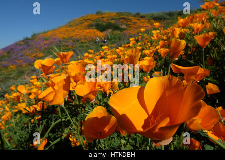 Chino Hills, Kalifornien, USA. 12. März 2017. Mit den feuchtesten Winter California in Jahren gesehen hat, blühen wilde Blumen über dem südlichen Land einschließlich Chino Hills, Ausläufer der Santa Ana Mountains, wo ein Teppich von orange Mohn sind in der jetzt üppige grüne State Park entstanden. Der Mohn ist die California State Blume. Chino Hills State Park, ein Naturgebiet Open Space in den Hügeln von Santa Ana Canyon in der Nähe von Riverside, ist ein wichtiges Bindeglied im Puente-Chino Hills biologischen Korridor. Es umfasst Stände von Eichen, Platanen und sanften, grünen Hügeln, die Strecke fast 31 Meilen von Stockfoto