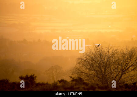 Flintshire, UK A cold Start in den Tag mit Taschen von gefrorenen Boden in ländlichen Flintshire Vormittag wie die Sonne eine Krähe bricht genießt die Aussicht auf ländliche Flintshire Purhed auf Halkyn Berg, Flintshire Stockfoto