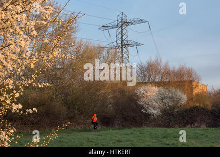 Tottenham-Sümpfe, London, UK. 13. März 2017. Ein Radfahrer vorbeikommt, wie die aufgehende Sonne zarte Blüten auf wilde Schlehe Büschen an einem schönen frühen Frühlingsmorgen beleuchtet. Bildnachweis: Patricia Phillips / Alamy Live News Stockfoto