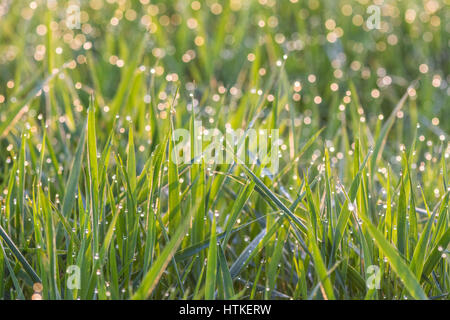 Tottenham-Sümpfe, London, UK. 13. März 2017. Die aufgehende Sonne beleuchtet Tau auf dem Rasen an einem schönen frühen Frühlingsmorgen. Bildnachweis: Patricia Phillips / Alamy Live News Stockfoto