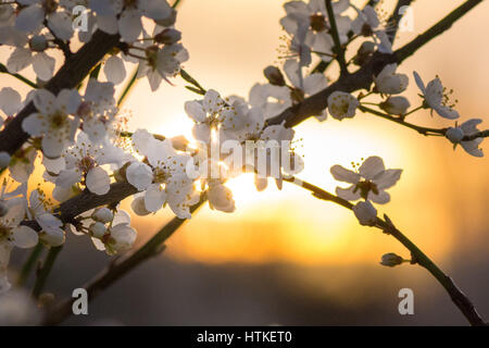 Tottenham-Sümpfe, London, UK. 13. März 2017. Die aufgehende Sonne beleuchtet zarte Blüten auf wilde Schlehe Büschen an einem schönen frühen Frühlingsmorgen. Bildnachweis: Patricia Phillips / Alamy Live News Stockfoto