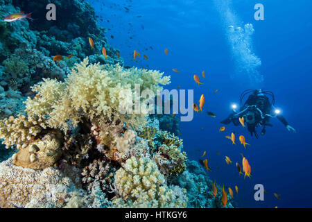 5. November 2016 - Rotes Meer, Ägypten - Unterwasser Videooperator Shoting Scool von Fischen in der Nähe von Coral reef, Rotes Meer, Sharm El Sheikh, Sinai-Halbinsel, Ägypten (Credit-Bild: © Andrey Nekrassow/ZUMA Wire/ZUMAPRESS.com) Stockfoto