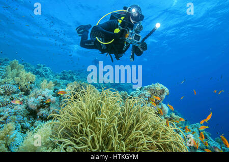 Rotes Meer, Ägypten. 5. November 2016. Kamera Mann Taucher schwimmt in der Nähe von Weichkorallen, Rotes Meer, Sharm El Sheikh, Sinai-Halbinsel, Ägypten Credit: Andrei Nekrassow/ZUMA Wire/ZUMAPRESS.com/Alamy Live News Stockfoto