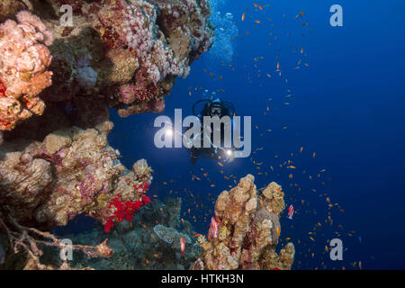 7. November 2016 - Rotes Meer, Ägypten - Unterwasser Videooperator Shoting Scool von Fischen in der Nähe von Coral reef, Rotes Meer, Sharm El Sheikh, Sinai-Halbinsel, Ägypten (Credit-Bild: © Andrey Nekrassow/ZUMA Wire/ZUMAPRESS.com) Stockfoto